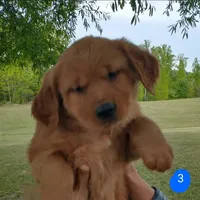 Joe, a male Golden Retriever for sale in Sandy Ridge, NC – Photo 3 of 6
