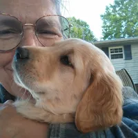 Miss Light Golden Molly, a female Golden Retriever for sale in Sandy Ridge, NC – Photo 3 of 10