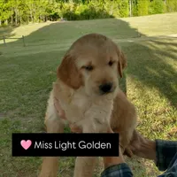 Miss light golden , a female Golden Retriever for sale in Sandy Ridge, NC – Photo 8 of 8