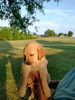 Miss light golden , a female Golden Retriever for sale in Sandy Ridge, NC – Photo 5 of 8