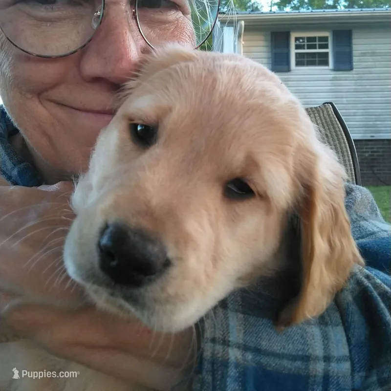 Miss Light Golden Molly – Golden Retriever puppy for sale in Sandy Ridge, NC