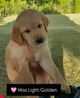 Miss light golden , a female Golden Retriever for sale in Sandy Ridge, NC – Photo 3 of 8