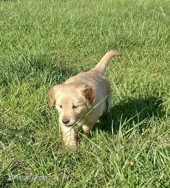 Miss light golden  – Golden Retriever puppy for sale in Sandy Ridge, NC