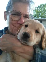 Miss Light Golden Molly, a female Golden Retriever for sale in Sandy Ridge, NC – Photo 6 of 10