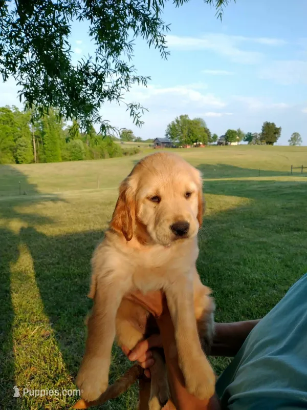 Miss light golden , a female Golden Retriever for sale in Sandy Ridge, NC – Photo 1 of 8