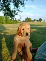Miss light golden , a female Golden Retriever for sale in Sandy Ridge, NC – Photo 1 of 8