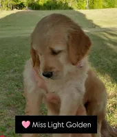 Miss light golden , a female Golden Retriever for sale in Sandy Ridge, NC – Photo 4 of 8
