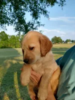 Miss light golden , a female Golden Retriever for sale in Sandy Ridge, NC – Photo 2 of 8