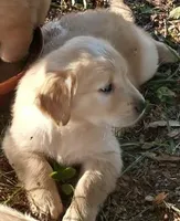 Miss light golden , a female Golden Retriever for sale in Sandy Ridge, NC – Photo 2 of 2