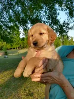 Light golden female , a female Golden Retriever for sale in Sandy Ridge, NC – Photo 2 of 6