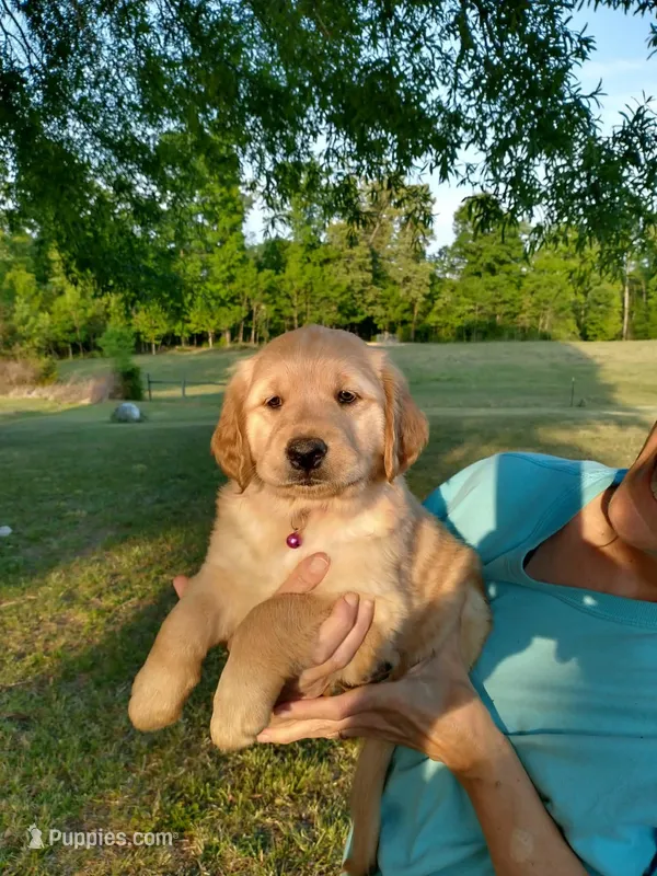 Light golden female , a female Golden Retriever for sale in Sandy Ridge, NC – Photo 1 of 6