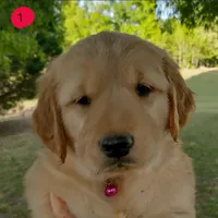 Light golden female , a female Golden Retriever for sale in Sandy Ridge, NC – Photo 4 of 6