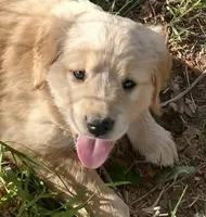 Light golden female , a female Golden Retriever for sale in Sandy Ridge, NC – Photo 1 of 2