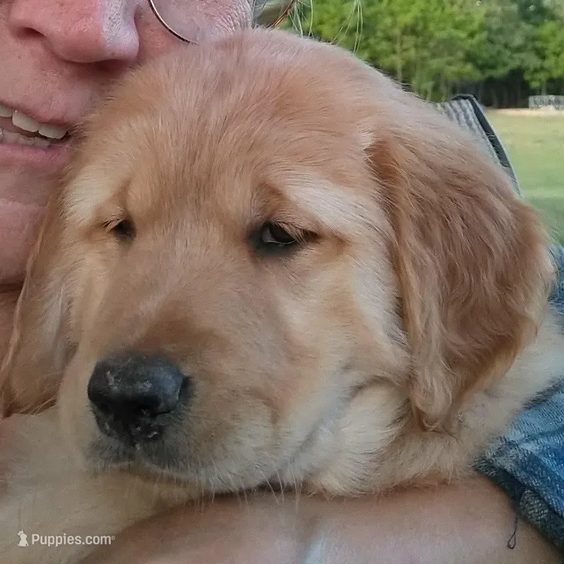 Molly, Light golden female  – Golden Retriever puppy for sale in Sandy Ridge, NC