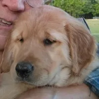 Molly, Light golden female , a female Golden Retriever for sale in Sandy Ridge, NC – Photo 2 of 7