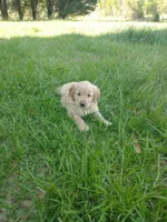 Light golden female , a female Golden Retriever for sale in Sandy Ridge, NC – Photo 2 of 2