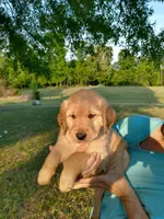 Light golden female , a female Golden Retriever for sale in Sandy Ridge, NC – Photo 3 of 6