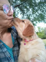 Molly, Light golden female , a female Golden Retriever for sale in Sandy Ridge, NC – Photo 3 of 7