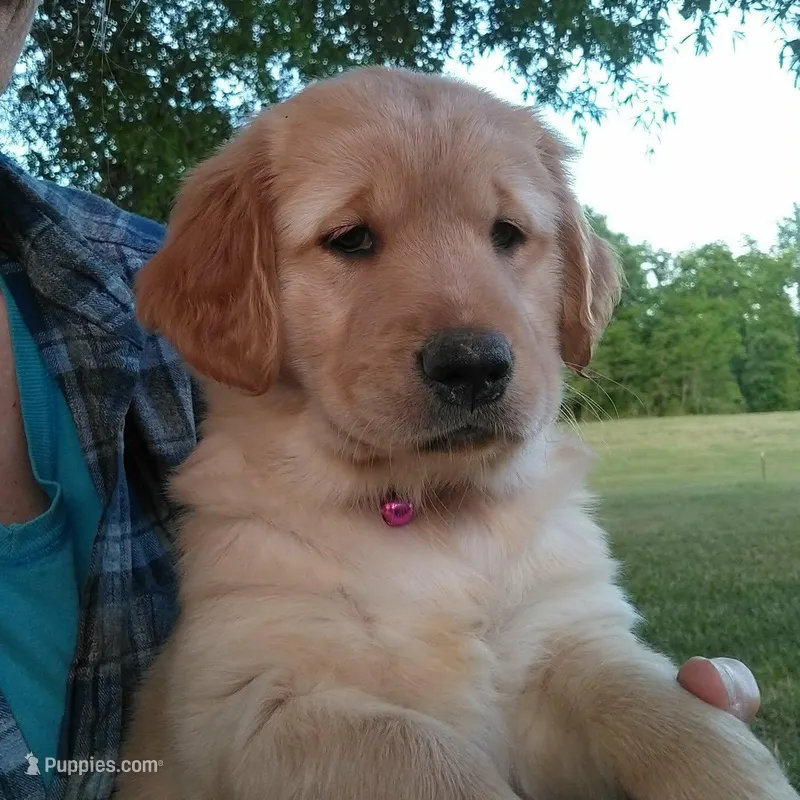 Light golden female  – Golden Retriever puppy for sale in Sandy Ridge, NC