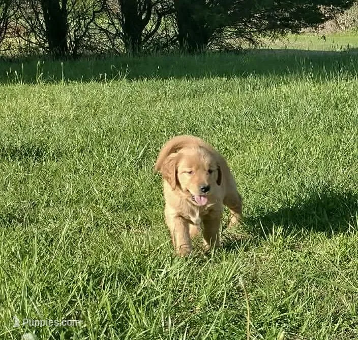 Violet  – Golden Retriever puppy for sale in Sandy Ridge, NC