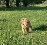 Violet , a female Golden Retriever for sale in Sandy Ridge, NC – Photo 1 of 2