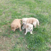 Violet , a female Golden Retriever for sale in Sandy Ridge, NC – Photo 2 of 2