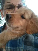 Maggie , a female Golden Retriever for sale in Sandy Ridge, NC – Photo 3 of 9