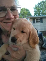 Maggie , a female Golden Retriever for sale in Sandy Ridge, NC – Photo 2 of 9