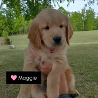 Maggie , a female Golden Retriever for sale in Sandy Ridge, NC – Photo 7 of 9