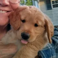 Maggie , a female Golden Retriever for sale in Sandy Ridge, NC – Photo 1 of 9