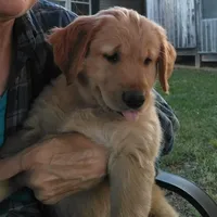 Maggie , a female Golden Retriever for sale in Sandy Ridge, NC – Photo 9 of 9