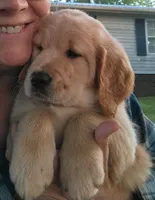 Maggie , a female Golden Retriever for sale in Sandy Ridge, NC – Photo 4 of 9