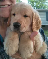 Maggie , a female Golden Retriever for sale in Sandy Ridge, NC – Photo 6 of 9