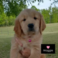 Maggie , a female Golden Retriever for sale in Sandy Ridge, NC – Photo 8 of 9