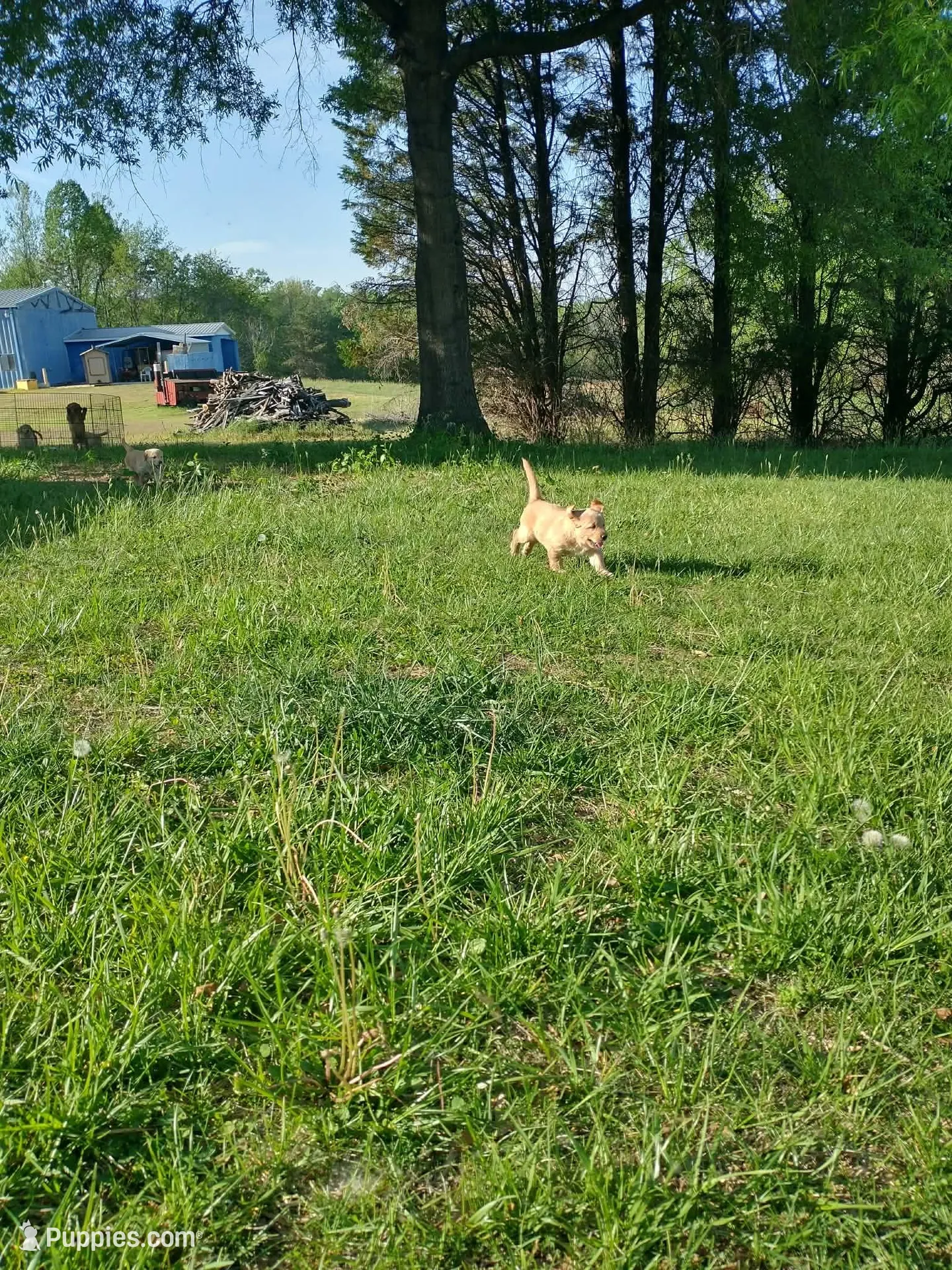 Light golden boy, a male Golden Retriever for sale in Sandy Ridge, NC – Photo 3 of 3