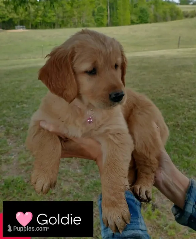 Goldie – Golden Retriever puppy for sale in Sandy Ridge, NC