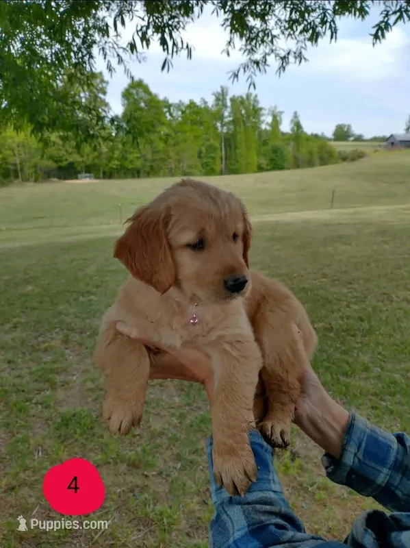 Goldie – Golden Retriever puppy for sale in Sandy Ridge, NC
