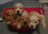 Boy light golden , a male Golden Retriever for sale in Sandy Ridge, NC – Photo 2 of 2