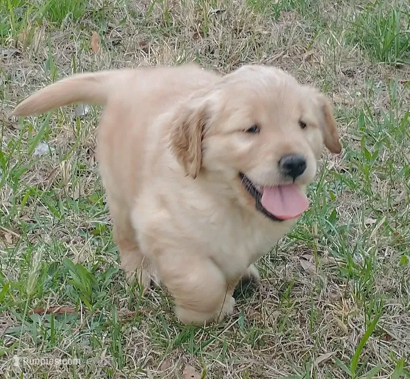 Boy light golden  – Golden Retriever puppy for sale in Sandy Ridge, NC