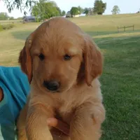 Light golden boy, a male Golden Retriever for sale in Sandy Ridge, NC – Photo 3 of 7