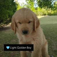 Light golden boy, a male Golden Retriever for sale in Sandy Ridge, NC – Photo 4 of 7