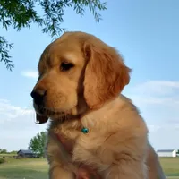 Light golden boy, a male Golden Retriever for sale in Sandy Ridge, NC – Photo 2 of 7