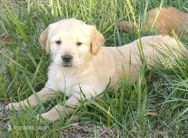 Light golden boy – Golden Retriever puppy for sale in Sandy Ridge, NC