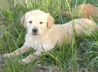 Light golden boy, a male Golden Retriever for sale in Sandy Ridge, NC – Photo 1 of 3