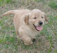 Light golden boy, a male Golden Retriever for sale in Sandy Ridge, NC – Photo 5 of 7