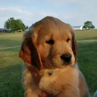 Light golden boy, a male Golden Retriever for sale in Sandy Ridge, NC – Photo 1 of 7