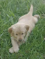 Light golden girl, a female Golden Retriever for sale in Sandy Ridge, NC – Photo 1 of 2