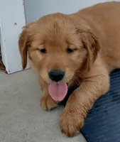 Nugget , a male Golden Retriever for sale in Sandy Ridge, NC – Photo 1 of 3