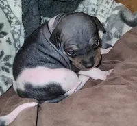 TriColor Girl, a female American Hairless Terrier for sale in Tulsa, OK – Photo 5 of 10