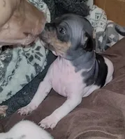 TriColor Girl, a female American Hairless Terrier for sale in Tulsa, OK – Photo 9 of 10